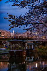 伏見十石舟 桜のある風景