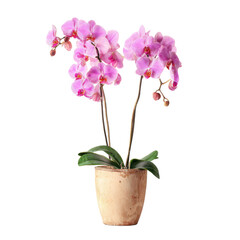 A beautiful pink orchid plant in a pot