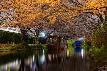伏見十石舟 桜のある風景