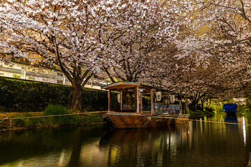 伏見十石舟 桜のある風景