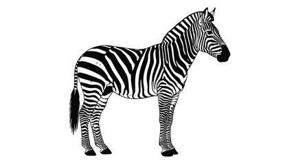 a striking black and white zebra illustration with a distinctive silhouette © MSTMARIA