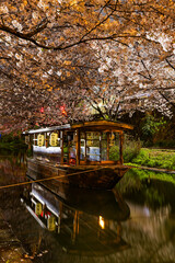 伏見十石舟 桜のある風景