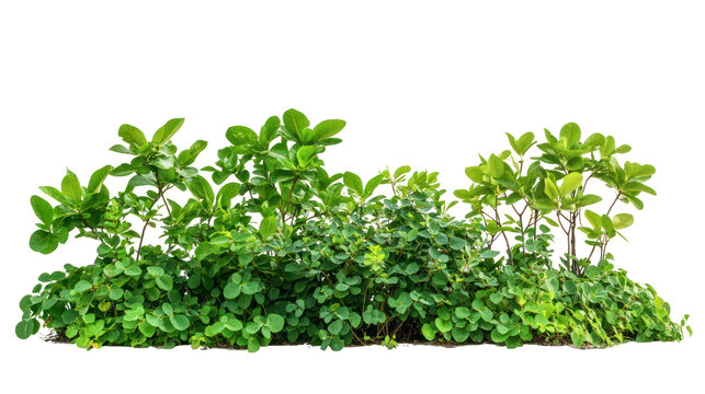 Sets of fonio plants with full view lush green leaves on transparent background