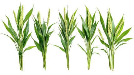 Fototapeta premium Sets of millet plants with full view lush green leaves on transparent background