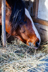 Close-up of a brown bay horse with a white blaze marking eating dry hay in a rustic wooden stable barn on a farm