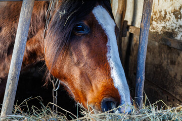 Close-up of a brown bay horse with a white blaze marking eating dry hay in a rustic wooden stable barn on a farm
