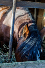 Close-up of a brown bay horse with a white blaze marking eating dry hay in a rustic wooden stable barn on a farm