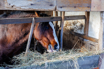 Close-up of a brown bay horse with a white blaze marking eating dry hay in a rustic wooden stable barn on a farm
