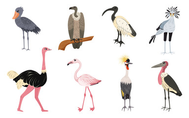 Fototapeta premium Vector set birds from Africa isolated. Shoebill stork, ostrich, secretary bird, marabou stork, vulture, crowned crane, sacred ibis, pink flamingo. Children cute animal illustration.