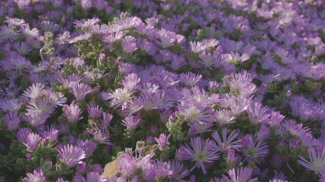 Ice plants pink flowers. Camera moving along flower carpet closeup. Using plants which do not require a lot of water.