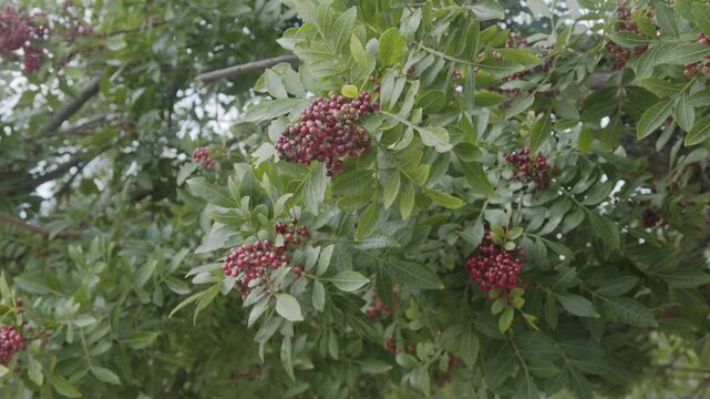 Pink pepper growing on the Brazilian pepper tree - Schinus terebinthifolius; aroeira plant. 