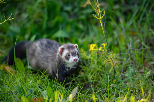 Furet