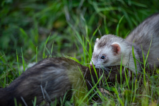 Furet