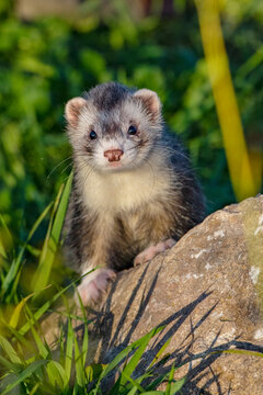 Furet