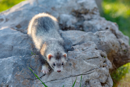 Furet