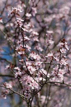 soft pink spring blossom flowers on branches background