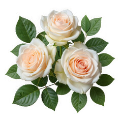 Beautiful bouquet of peach roses with green leaves isolated on transparent background