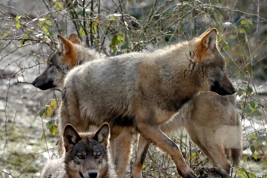 loup