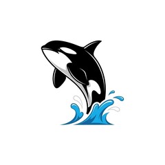 Stunning orca whale jumping out of ocean water