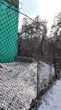 Rusty chain-link fence in a snowy winter garden, young tree sapling tied to post, green shed in background. Snow-covered ground, dry grass, berries, cold rural backyard atmosphere.