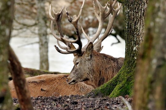 cerf