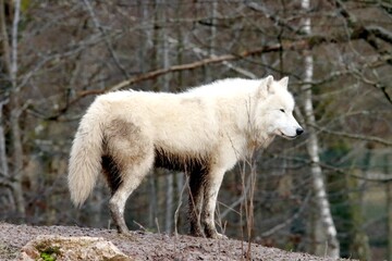 Fototapeta premium loup