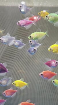 Vibrant Glowlight Tetras: A Neon Underwater Parade