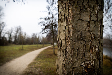 Obraz premium A close-up of a tree trunk with intricate bark texture stands in sharp focus, while a blurred dirt path recedes into the distance through a tranquil, bare forest.