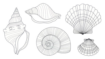 Detailed collection of various seashells and conch shells. © Yann