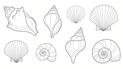 Detailed Collection of Various Seashells and Snail Shells Outline Illustrations. © Yann