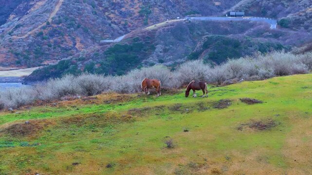 Two Untamed Horses on Green Cliff of Oki Island, Nishinoshima, Japan Aerial View