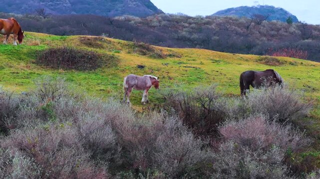 Family of Wild Horses, Oki Islands Moorland in Winter, Shimane Japan