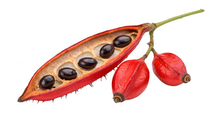 Poisonous Plant Rosary Pea isolated on transparent background