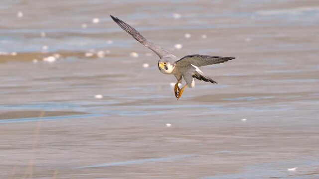 Peregrine Falcon Flying Low Over Water Surface with Talons Extended, Bird of Prey Hunting Action, Wild Raptor in Flight in Natural Environment