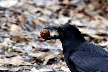 Obraz premium oiseaux