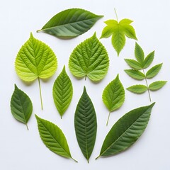 Fototapeta premium A diverse collection of green leaves arranged in a circular pattern.
