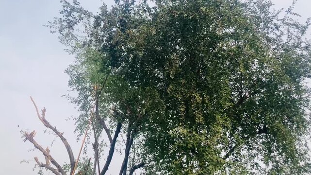 Acacia Tree (Kikar) Standing in Natural Rural Landscape