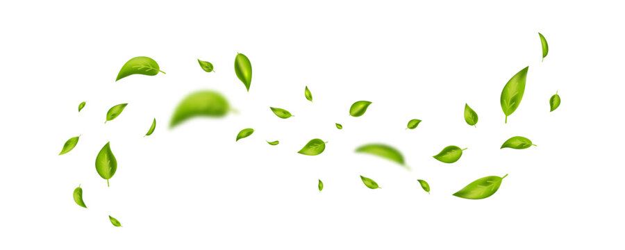 Green flying leaves banner. Wave foliage ornament. Leaf falling frame. Vegan, eco, organic product. Cosmetic pattern. Spring tree plant design. Fresh mint tea background. Air wind. Vector illustration