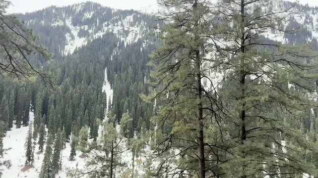 Breathtaking natural scenery of Betaab Valley featuring lush green meadows, snow-capped Himalayan peaks, flowing streams, and serene landscapes in Pahalgam, Kashmir.