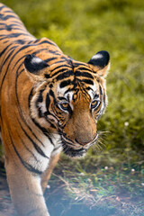 Fototapeta premium Close-up portrait of a tiger