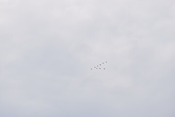 Fototapeta premium Birds in a distant flock glide through a pale blue sky, forming gentle silhouettes as they travel together in calm ascent.