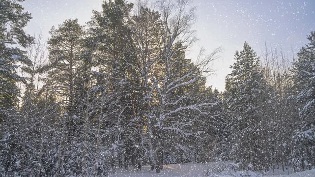 Snowfall in winter in the forest, soft snowy christmas morning with falling snow. Winter landscape. Snow covered trees.	