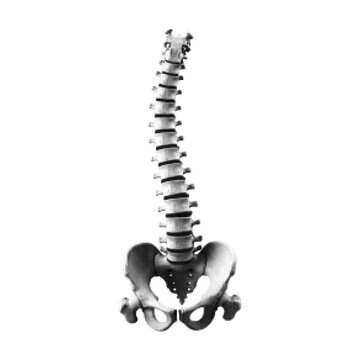 Black and white halftone illustration of a human spine with pelvis. Anatomical concept representing posture, back health, skeleton structure, medicine, and orthopedic care in vintage style.