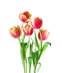 Bouquet of five pink tulips isolated on transparent background