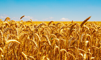 Wheat field and blue sky with clouds