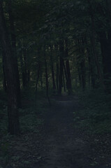 Dark road through fantasy forest at night, scary halloween landscape.