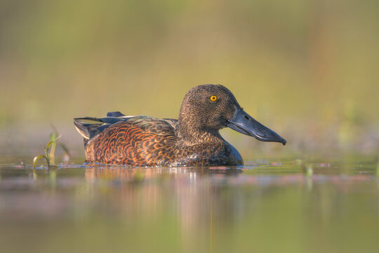 A wild male Australasian Shoveller duck (Spatula clypeata) swims across a freshwater lagoon in warm light and with emergent vegetation, Australia