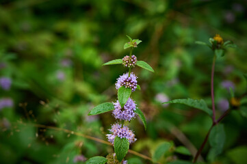 Flowering field mint (Mentha arvensis) in its natural environment. © Kulbabka
