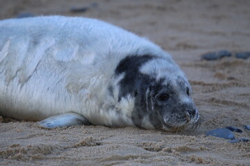 Phoque gris (Halichoerus grypus) © JF Gazeilles