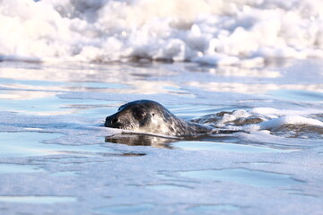 Phoque gris (Halichoerus grypus) © JF Gazeilles